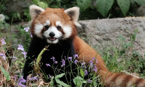 Raccoon-shanghai wild animal park Raccoon-shanghai wild animal park